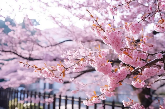 Lindas flores de cerejeira no Japão