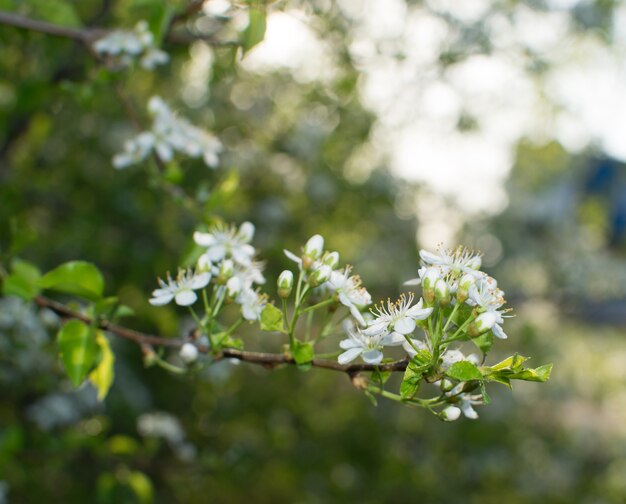 Lindas flores de cerejeira no jardim primavera. Flores de frutas brancas no parque