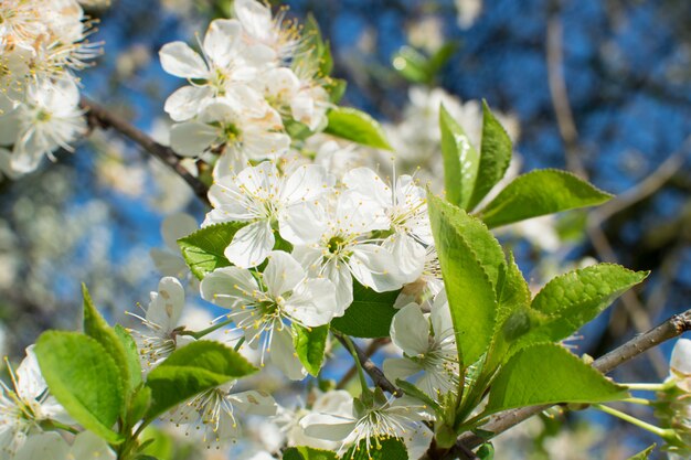 Lindas flores de cerejeira no jardim primavera