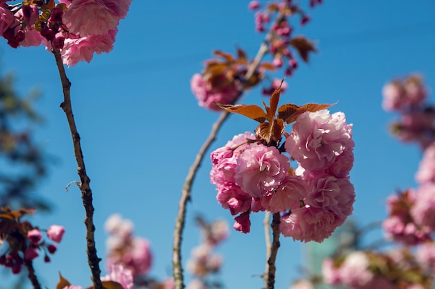 Lindas flores de cerejeira rosa desabrochando no jardim japonês na primavera