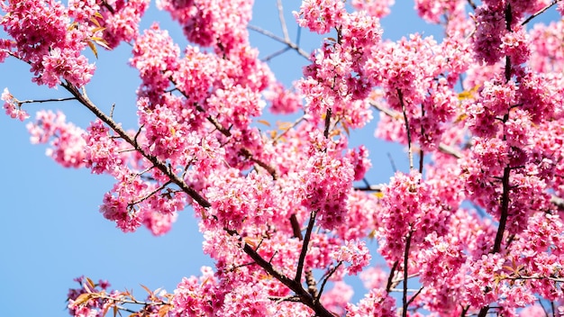 Lindas flores de cerejeira rosa flores de sakura