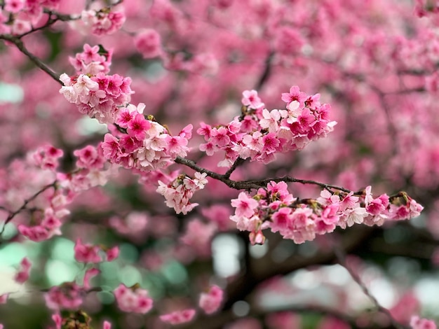 Lindas flores de cerejeira rosa no inverno