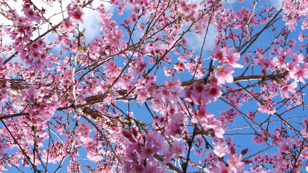 Lindas flores de cerejeira rosa sakura com refrescante pela manhã no fundo do céu azul no japão