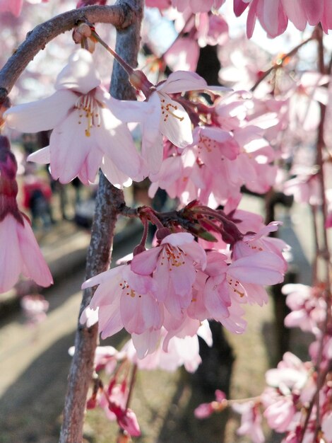 lindas flores de cerejeira rosa sakura florescendo no jardim na primavera