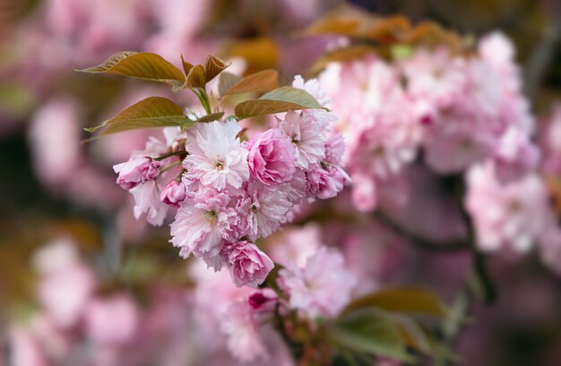 Lindas flores de cerejeira rosa