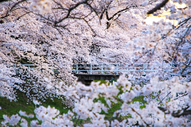 Lindas flores de cerejeira. sakura floresce no japão. Viajar na primavera.