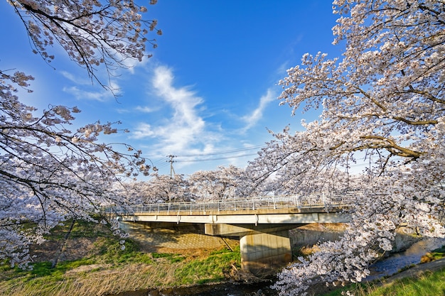 Foto lindas flores de cerejeira. sakura floresce no japão. viajar na primavera.