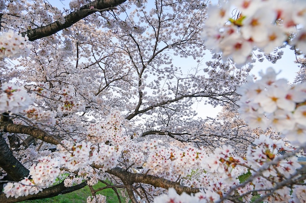 Lindas flores de cerejeira. sakura floresce no japão. viajar na primavera.