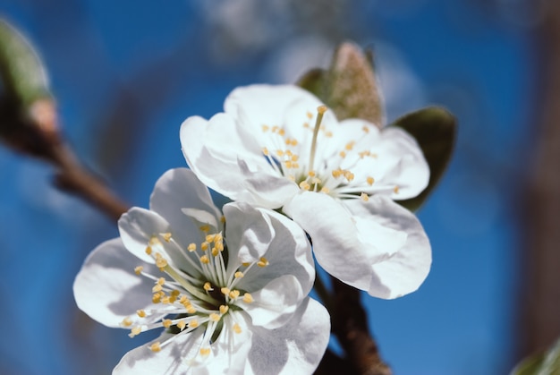 Lindas flores de cerejeira. sakura