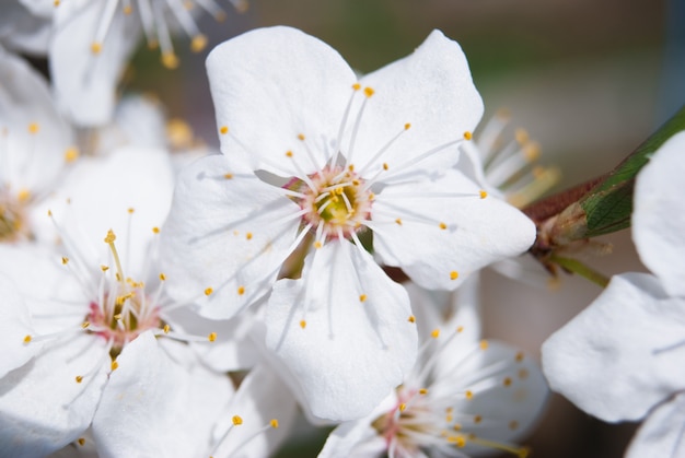 Lindas flores de cerejeira. sakura