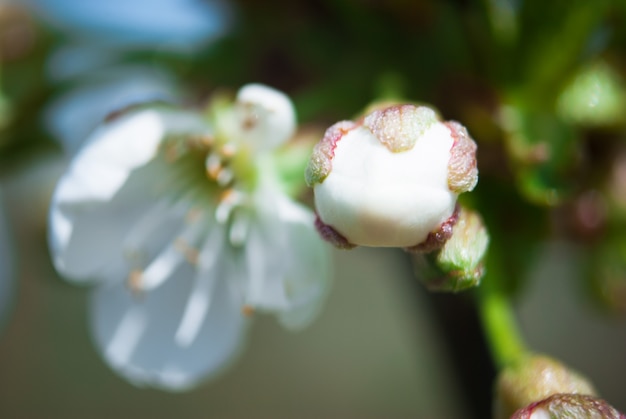 Lindas flores de cerejeira. sakura