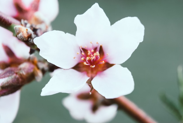 Lindas flores de cerejeira. Sakura