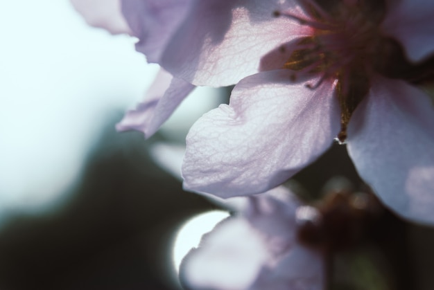 Lindas flores de cerejeira. sakura