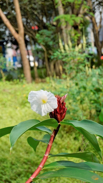 Foto lindas flores de cheilocostus speciosus também conhecidas como cane reed malay spiral wild ginger crepe ginger costus