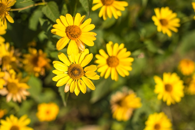 Lindas flores de cor amarela contra a folhagem brilhante.