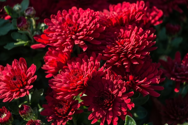 Lindas flores de crisântemo vermelho em um jardim botânico