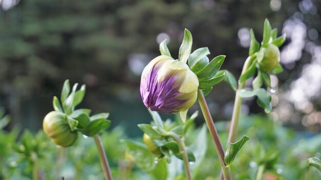 Lindas flores de Dahlia pinnata também conhecidas como Pinnate Hypnotica