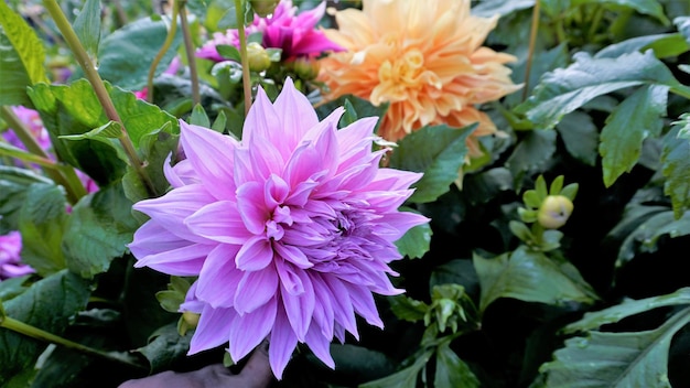 Lindas flores de Dahlia pinnata também conhecidas como Pinnate Hypnotica