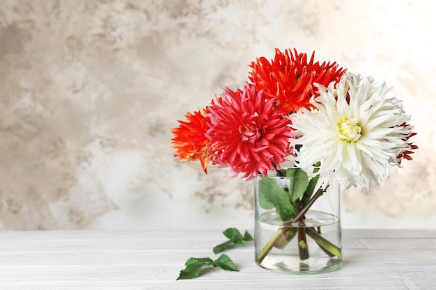 Lindas flores de dália em vaso na luz de fundo