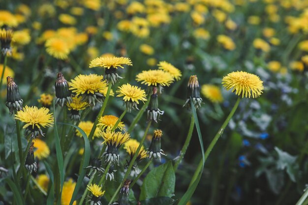 Lindas flores de dentes-de-leão amarelos na natureza no verão quente ou primavera no prado na luz solar macro