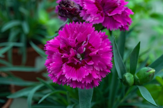 Lindas flores de dianthus rosa no jardim. Foco seletivo.