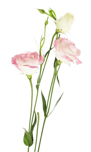 Lindas flores de eustoma, isoladas em branco