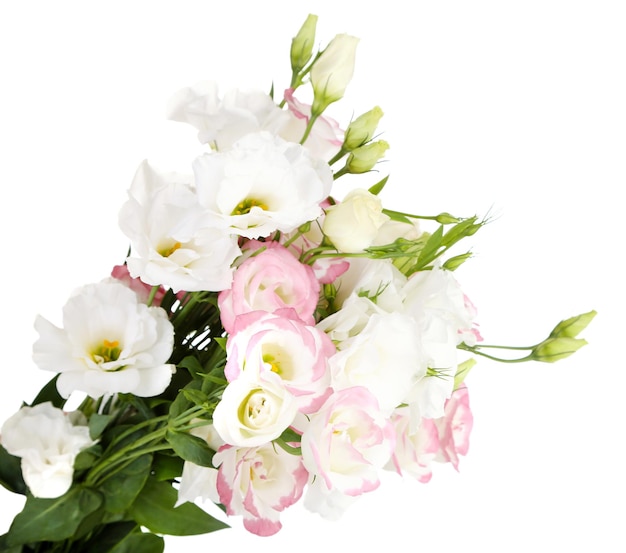 Lindas flores de eustoma, isoladas em branco