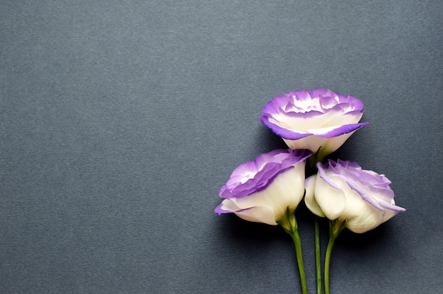 Lindas flores de eustoma (lisianthus) branco-púrpura em plena floração. Buquê de flores sobre fundo cinza.