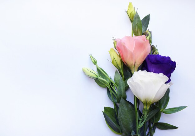 Lindas flores de eustoma (lisianthus) em plena floração com folhas verdes Flores em um fundo branco com espaço de cópia