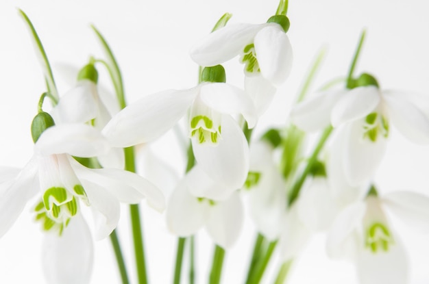Lindas flores de flocos de neve da primavera no caule no fundo branco fecham