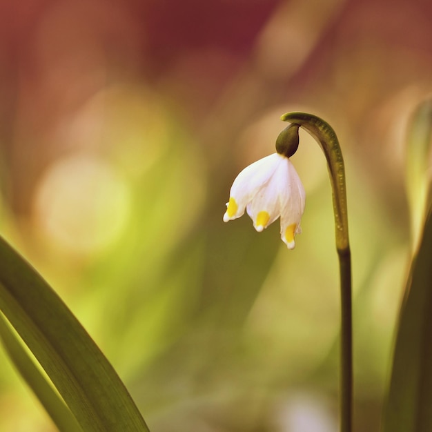 Lindas flores de flocos de neve de primavera florescendo leucojum vernum carpaticum