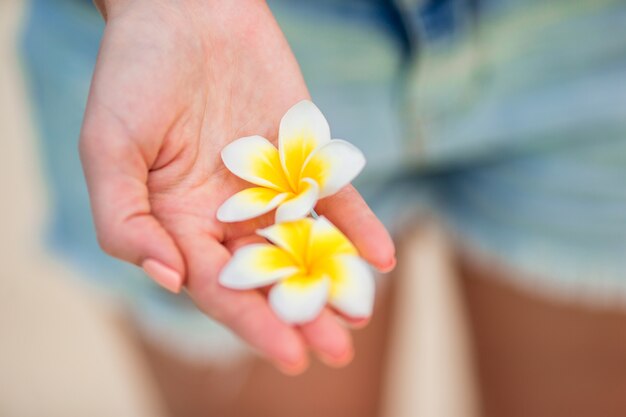 Lindas flores de frangipani nas mãos