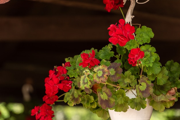 Lindas flores de gerânio