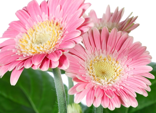 Lindas flores de gerbera rosa (magenta) isoladas no fundo branco