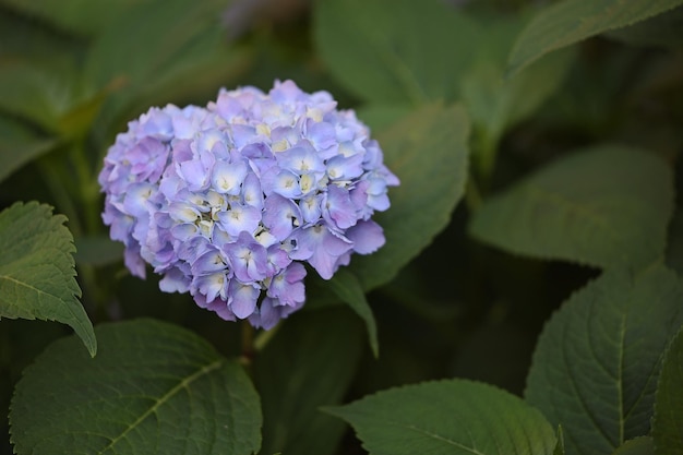 Lindas flores de hortênsia azul em um arbusto