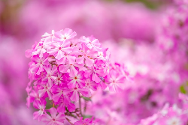 Lindas flores de hortênsia rosa no jardim