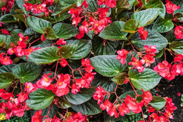 Lindas flores de jardim rosa com pingos de chuva nas folhas