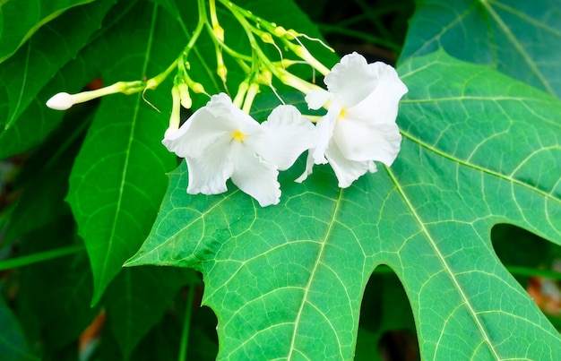 Lindas flores de jasmim de cabo branco nas folhas
