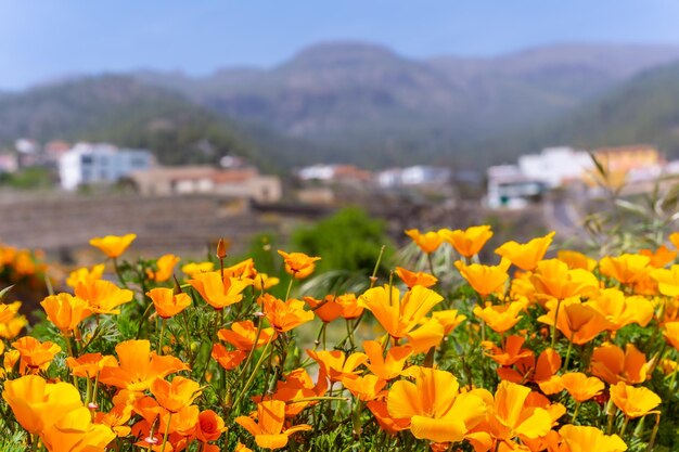 Lindas flores de laranjeira na aldeia de vilaflor no parque natural do teide das ilhas canárias de tenerife