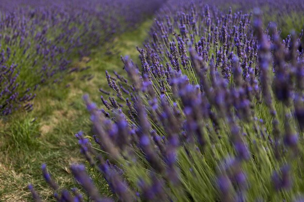 lindas flores de lavanda no campo