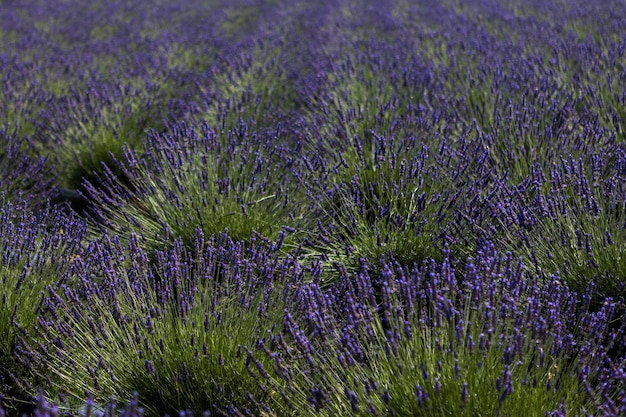 lindas flores de lavanda no campo