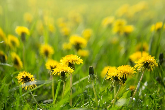 Lindas flores de leão amarelo na natureza no verão quente Foco suave