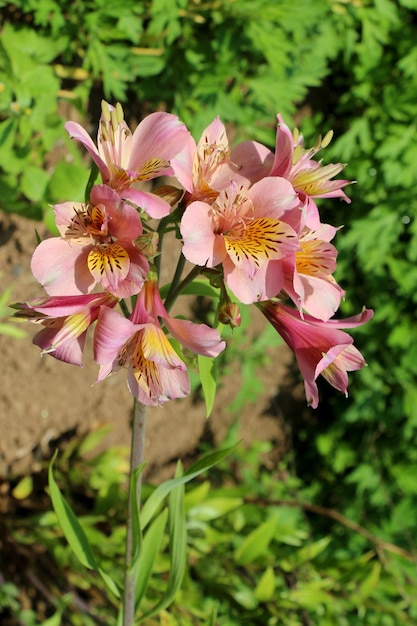 Lindas flores de lírio na natureza