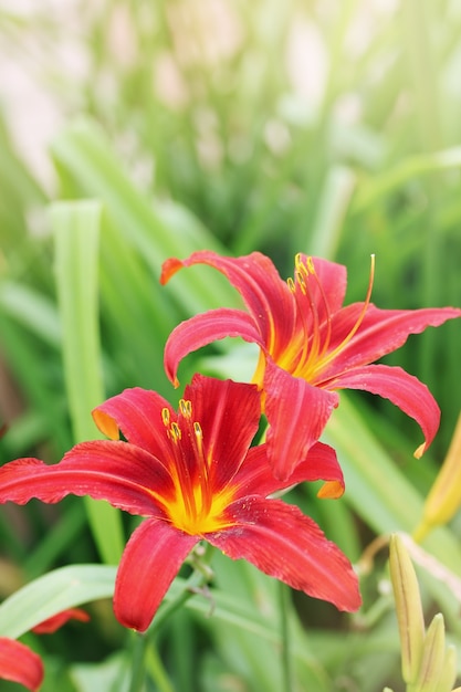 Lindas flores de lírios no jardim de verão