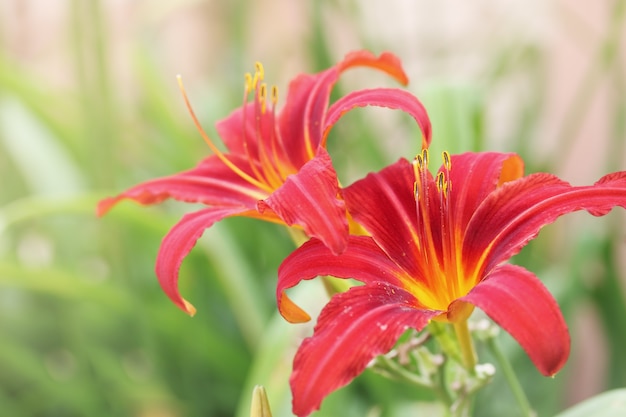 Lindas flores de lírios no jardim de verão