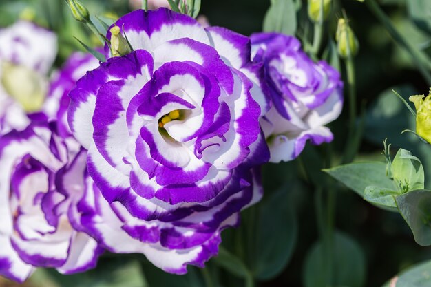 Lindas flores de Lisianthus no jardim