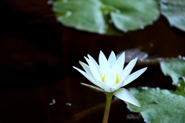 Lindas flores de lótus em tropical