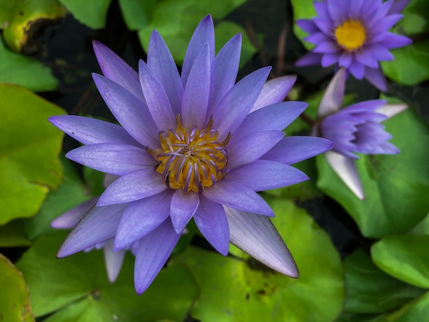 Foto lindas flores de lótus em vasos