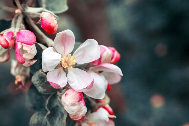 Lindas flores de maçã branca na primavera