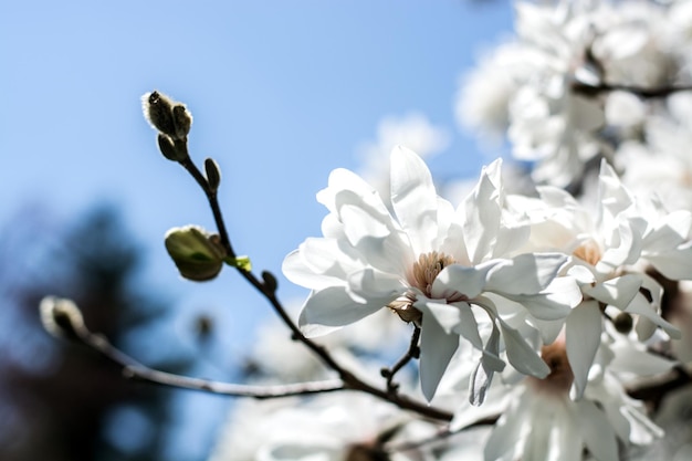 Lindas flores de magnólia brancas no céu azul. Foco seletivo